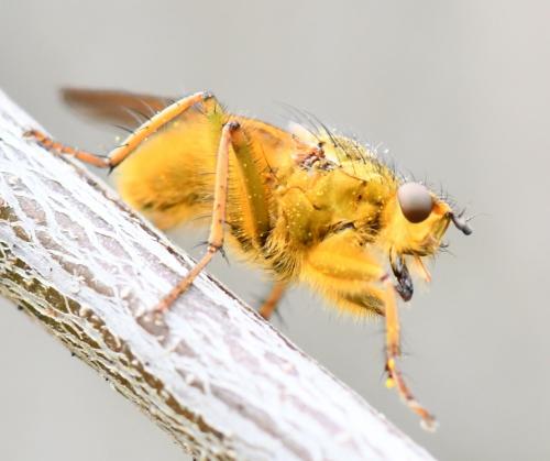 Scathophaga stercoraria